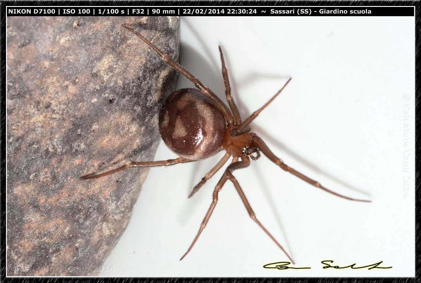 Steatoda grossa e Enoplognatha mandibularis - Sassari